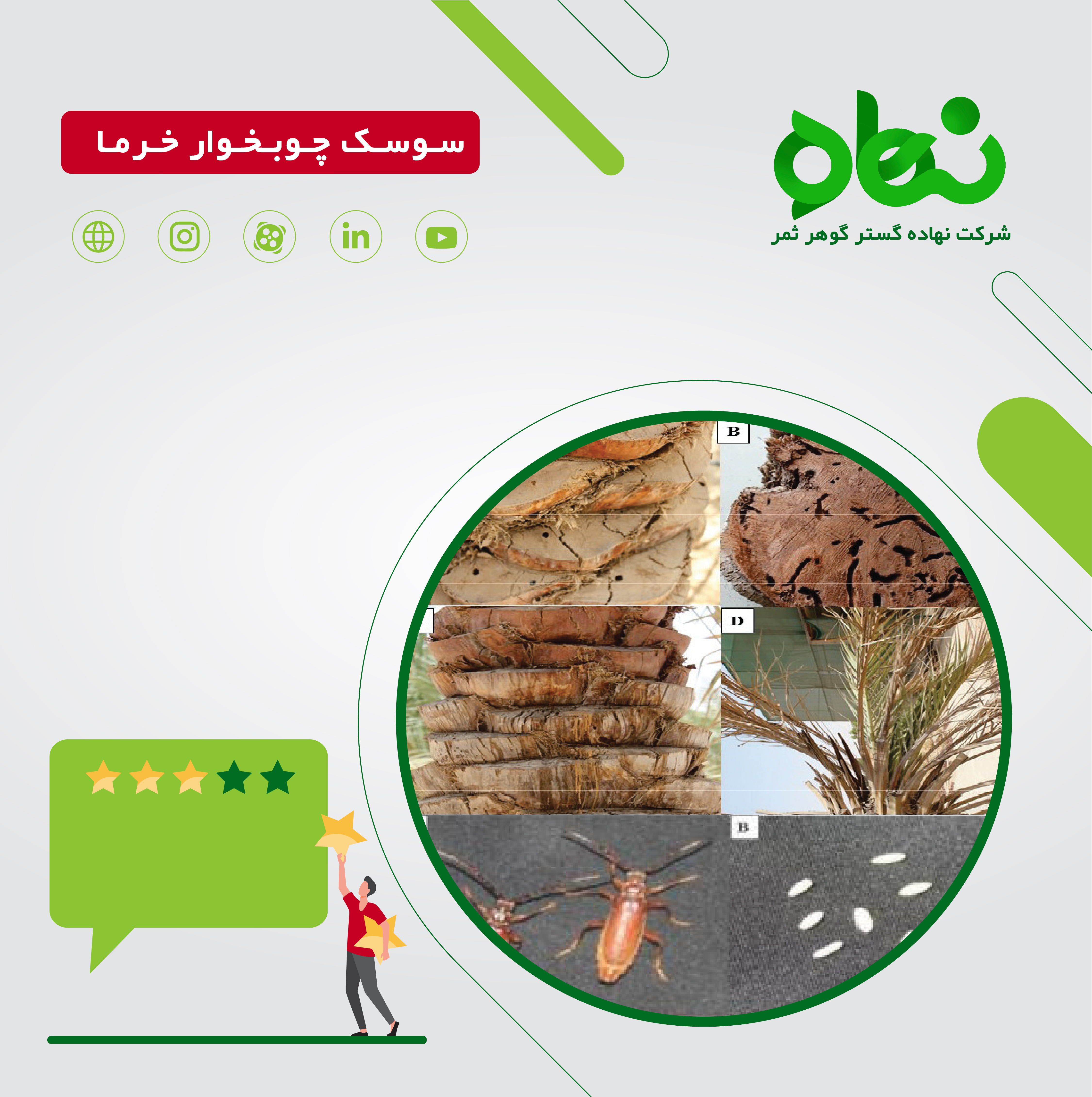 سوسک چوبخوار خرما و مدیریت آن